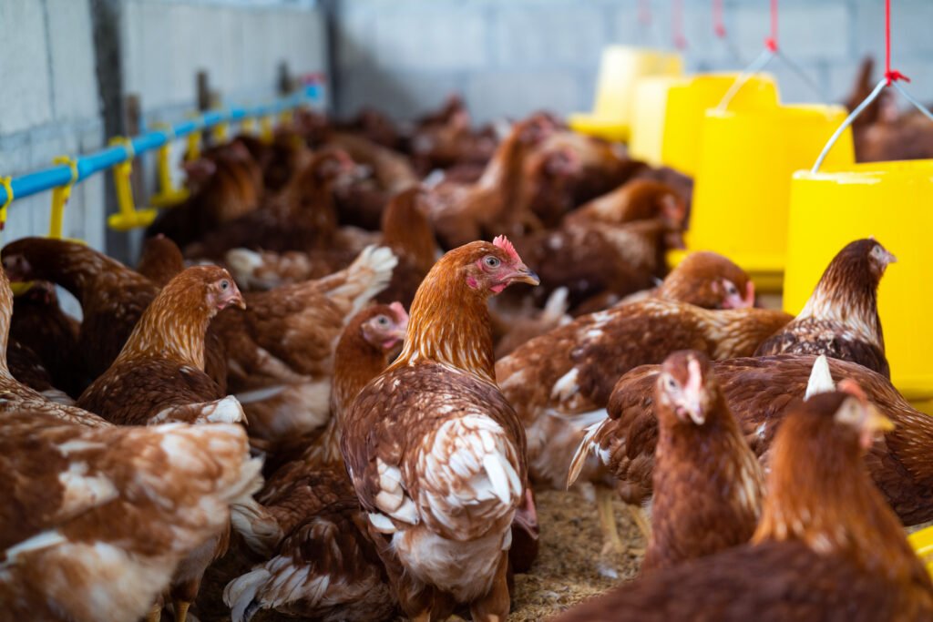 economy impact of poultry