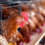 The Economy Impact of Poultry: A Global Perspective