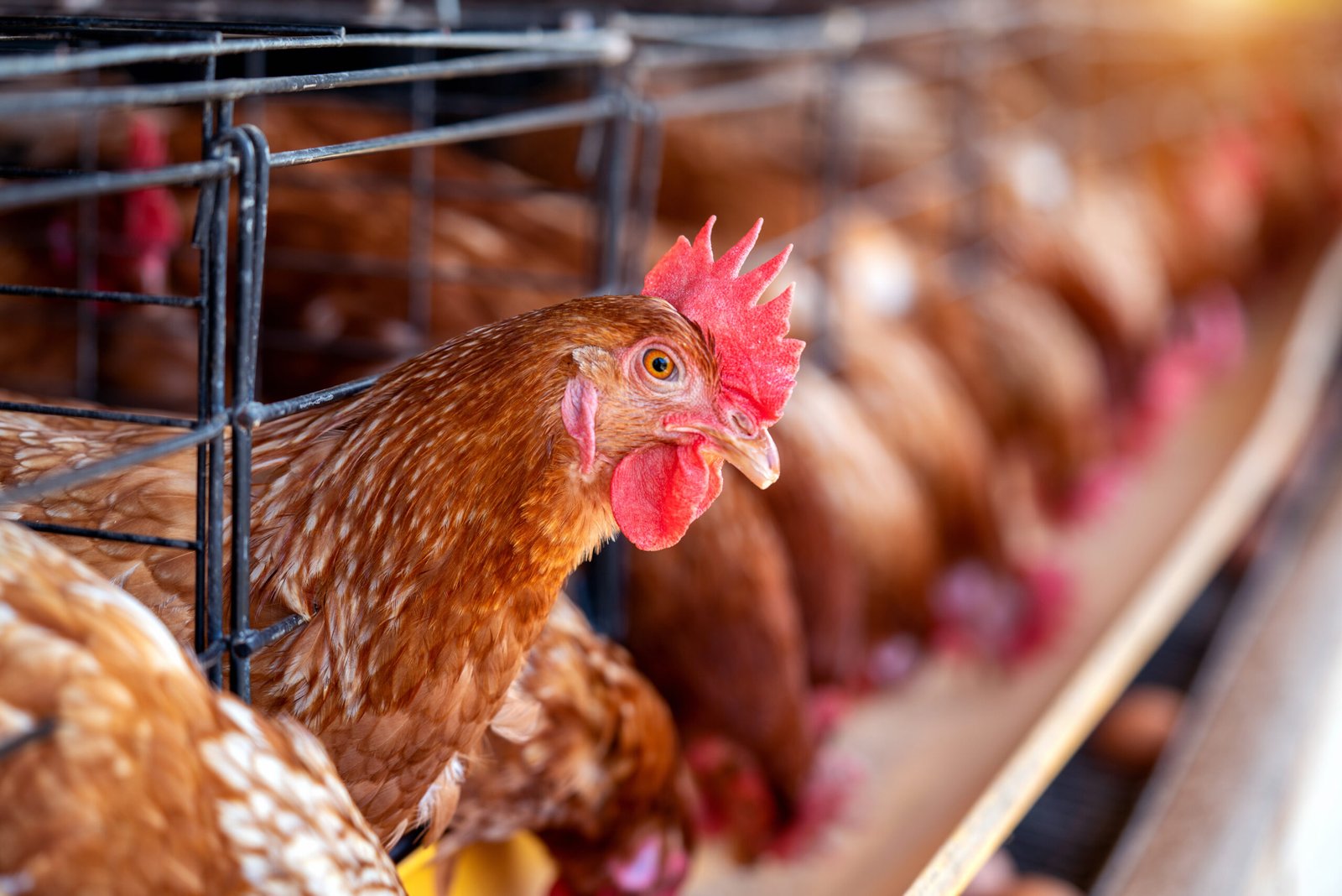 The Economy Impact of Poultry: A Global Perspective